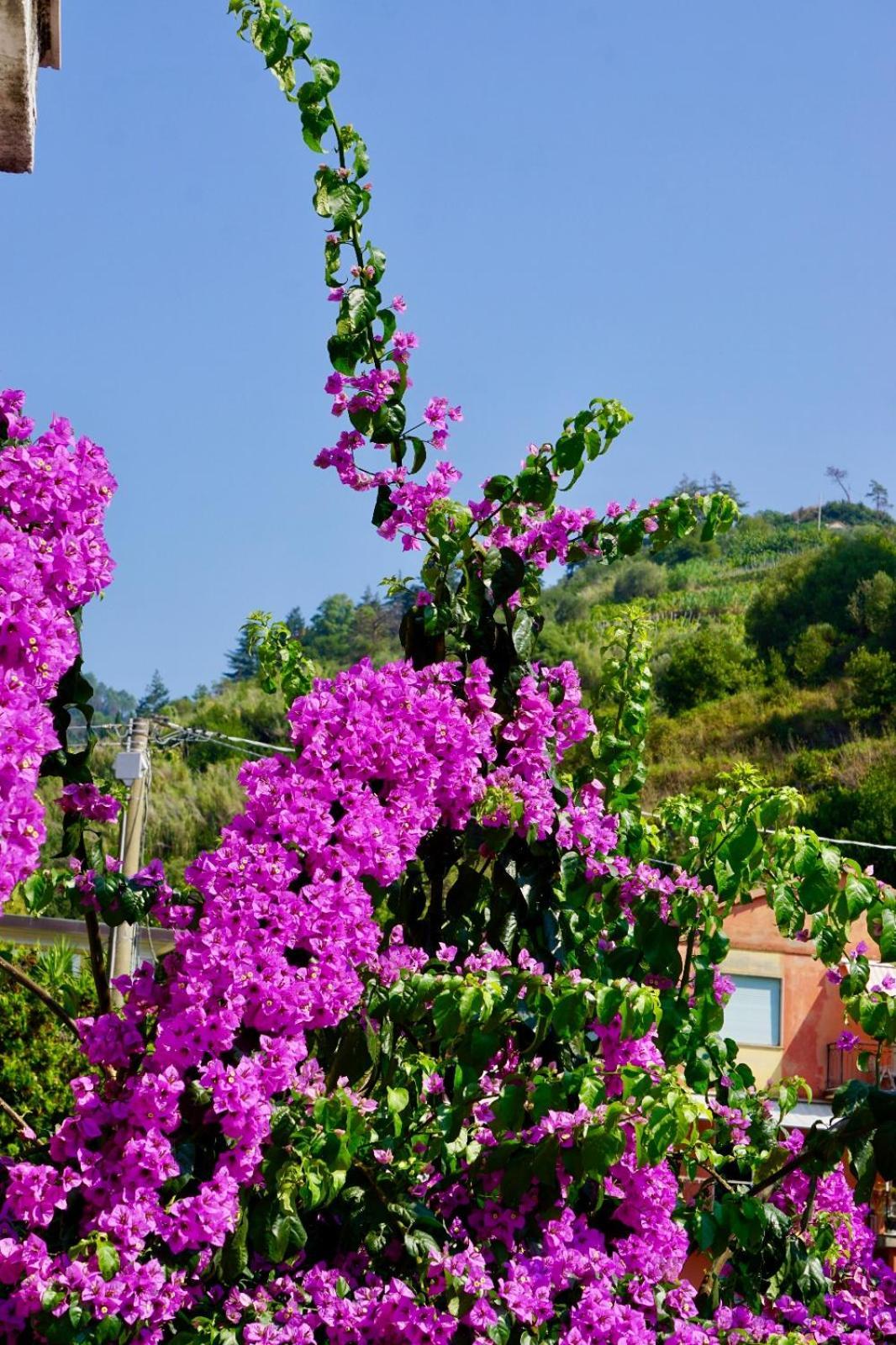 Appartamento Le Conchiglie Monterosso Al Mare Exteriör bild